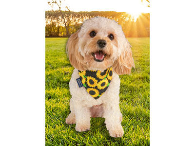 Gifts For Pets & Pet Parents